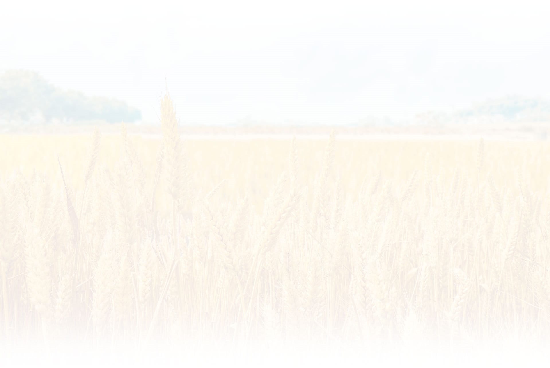 wheat field